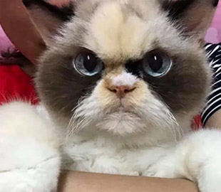 В інстаграмі з’явилася кішка, яка дуже нагадує відому Grumpy Cat