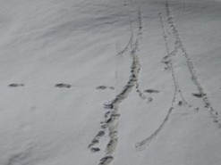 Индийских военных подняли на смех за фото следов снежного человека в Гималаях