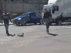 В Киеве утка с утятами "по правилам" перешла дорогу: видео позабавило сеть