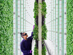 Новая вертикальная ферма управляется ИИ и роботами, а не людьми