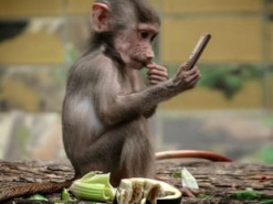 Обезьяна украла у туристки телефон из-за селфи