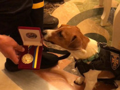 Пес Патрон отримав нагороду від Зеленського