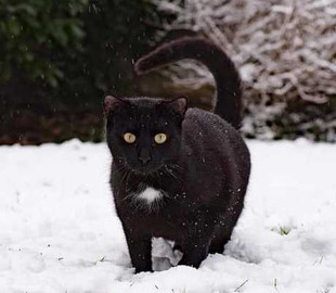 Кот на льду стал новой звездой Сети
