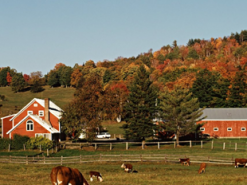We stand with Ukraine: у США на кукурудзяному полі зʼявився гігантський лабіринт (ФОТО)