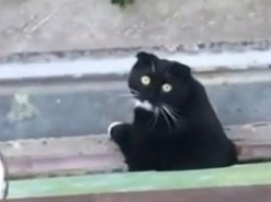 Пение хозяйки заставило понервничать кота