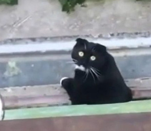 Пение хозяйки заставило понервничать кота