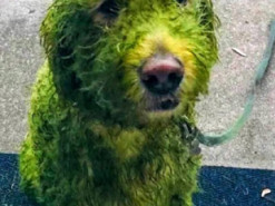 Пес устроил прогулку по свежескошенной траве и стал звездой Сети