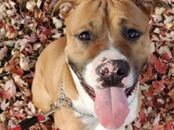 Девушка устроила своему псу осеннюю фотосессию с листьями, но таких смешных кадров не ожидала даже она