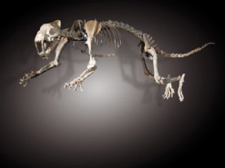 Скелет саблезубой кошки отреставрировали с помощью 3D-принтера