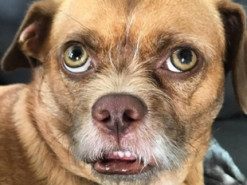 Забавный пес с необычной мимикой стал звездой Сети