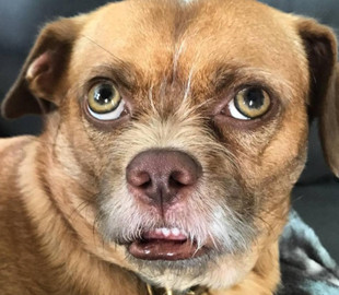 Забавный пес с необычной мимикой стал звездой Сети