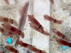 SpaceX отправила для исследований на МКС маленьких кальмаров