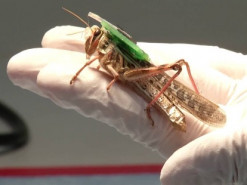 Ученые создали кузнечиков-киборгов, способных находить взрывчатку по запаху