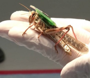 Ученые создали кузнечиков-киборгов, способных находить взрывчатку по запаху