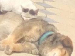 Захотел тепла: кот задремал на большой собаке