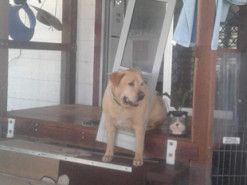 Пора на диету: застрявший в двери лабрадор стал звездой Сети