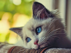 Пенсионер оштрафован на 17 тыс. грн за убийство кошки