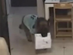 Китайцы выдрессировали домашнюю собаку получать посылки