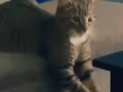 Занимающийся спортом кот стал звездой Сети