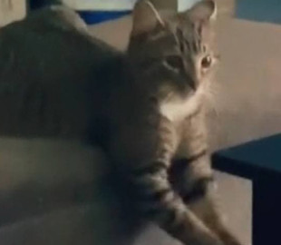 Занимающийся спортом кот стал звездой Сети