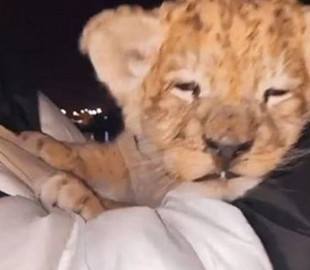 В Одессе посетители клуба издевались над львенком ради селфи