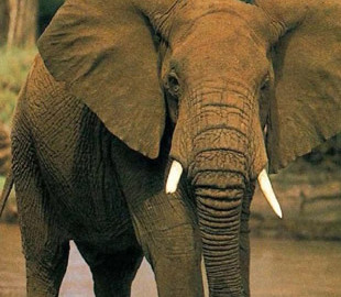 Слоны стремительно вымирают. Спасать вид собрались с помощью спутников и искусственного интеллекта