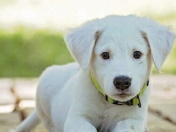 Для власників домашніх тварин створили ветеринарно-консультаційний чат-бот