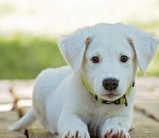 Для власників домашніх тварин створили ветеринарно-консультаційний чат-бот