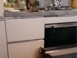 «Шикарные кадры»: Кот «поцеловал» кошку в полёте