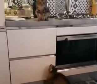 «Шикарные кадры»: Кот «поцеловал» кошку в полёте