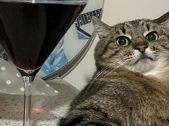 Кот Степан "пригласил" Бритни Спирс в Украину