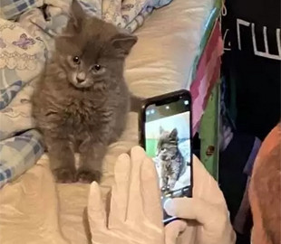 В Сети стало популярным фото кота из украинской тюрьмы