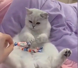 Наглый хозяин ограбил доверчивого кота