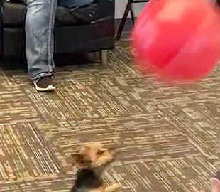 Забавный щенок решил поиграть с воздушным шариком и попал на видео