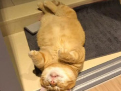 Позволяет делать с собой, что угодно: спящий рыжий кот стал звездой Сети