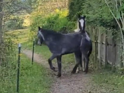Маленький кролик напугал двух больших лошадей