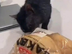 Кот стащил пачку булок и был пойман на месте преступления