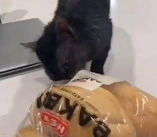 Кот стащил пачку булок и был пойман на месте преступления
