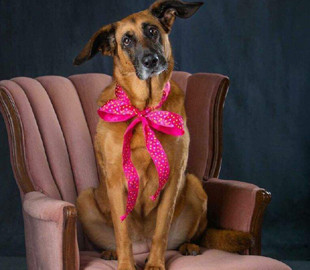 Сеть покорила собака с ушами как у малыша Йоды