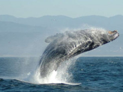 Роботизированные буи защитят китов от столкновений с кораблями