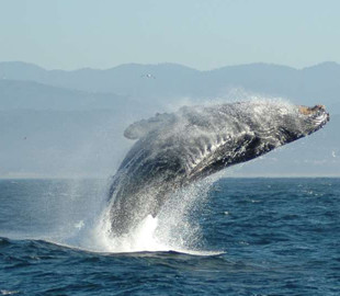 Роботизированные буи защитят китов от столкновений с кораблями