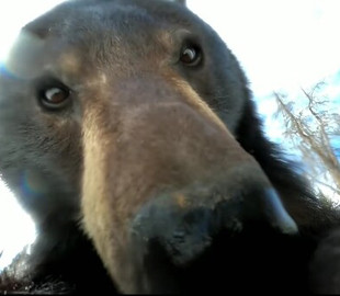 Охотник нашел в лесу камеру и удивился, обнаружив, что видео на нее снимал медведь