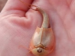 Живі викопні. У пустелі виявили креветок-пуголовків, які були знайомі з динозаврами