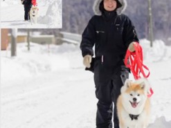 Google сняла панорамы японского города при помощи трех собак породы акита-ину