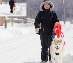 Google сняла панорамы японского города при помощи трех собак породы акита-ину