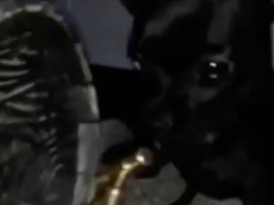 Маленькая помощница: чихуахуа покорила соцсети своей хозяйственностью