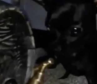 Маленькая помощница: чихуахуа покорила соцсети своей хозяйственностью