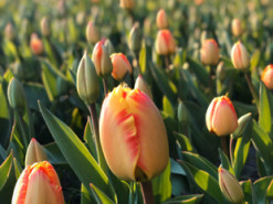 В Киеве на Певческом поле расцвели тюльпаны. Ими можно любоваться онлайн