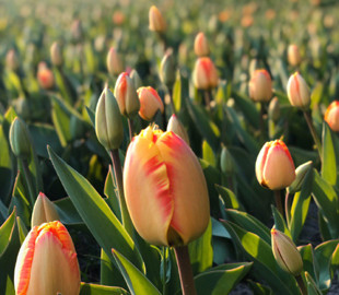 В Киеве на Певческом поле расцвели тюльпаны. Ими можно любоваться онлайн