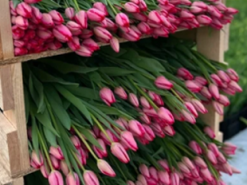 Інтернет-шахраї ошукали жінку на 9 тисяч гривень під час купівлі квітів